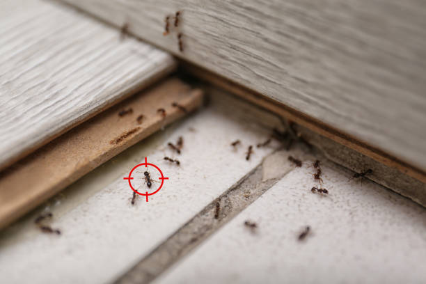 Wasp Removal Services in Edgewood, TX