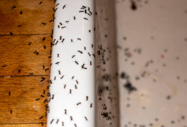 Flea Control Services in Edgewood, TX