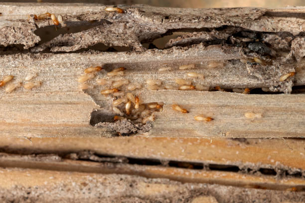 Best Pest Control for Homes  in Edgewood, TX